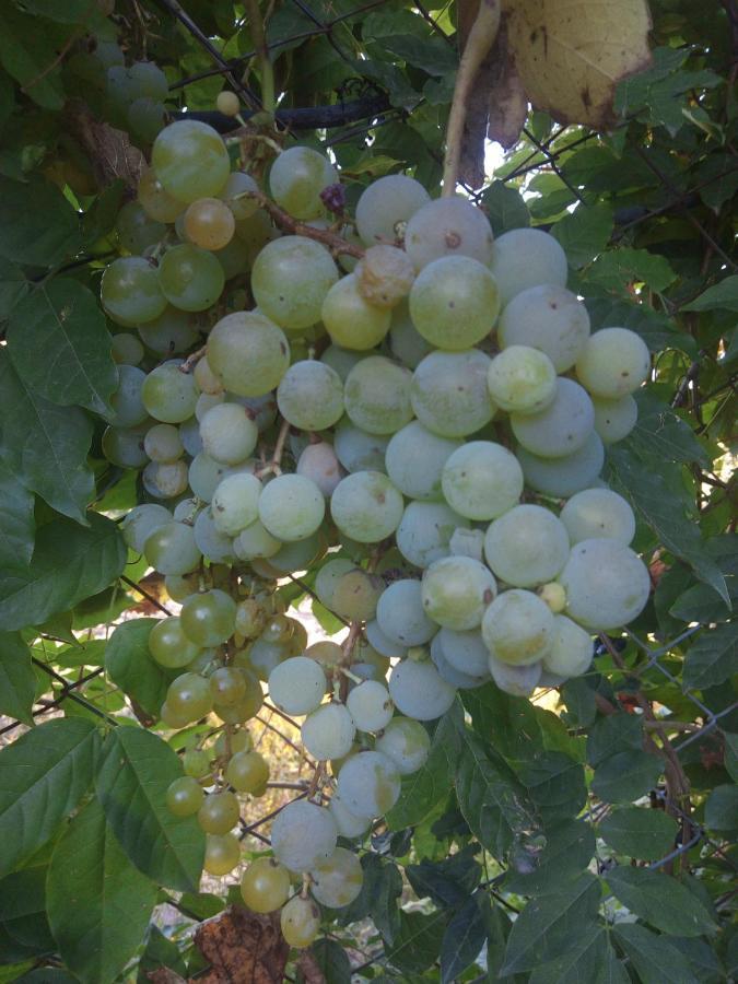 Loft Los Cerezos En Vistalba, Zona De Vinedos Y Bodegas ルハン・デ・コージョ エクステリア 写真